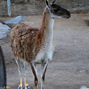 Guanaco