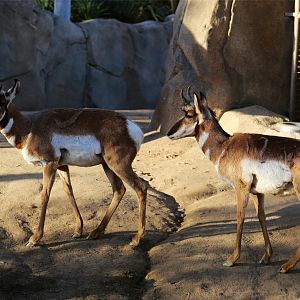 Pronghorn