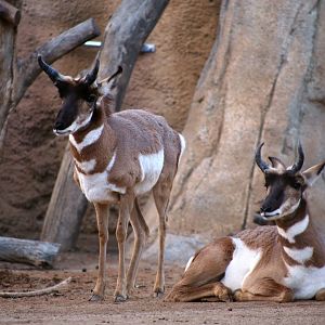 Pronghorn
