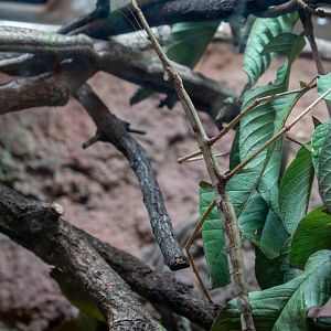 Java Stick Insect (Tirachoidea biceps)