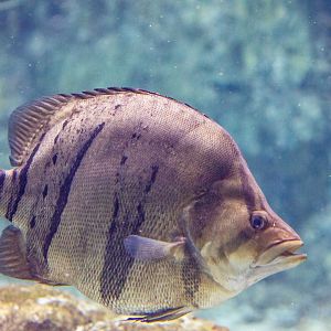 finescale tigerfish (Datnioides microlepis)