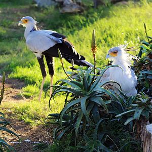 Secretarybird, December 2015
