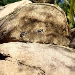 Rock Hyrax