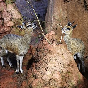 Klipspringer (Oreotragus oreotragus)