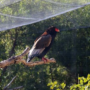 Bateleur, December 2019