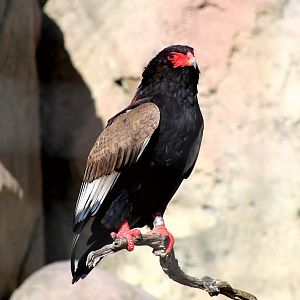 Bateleur, December 2019