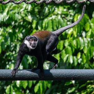 L'Hoest's Monkey (Cercopithecus lhoesti)