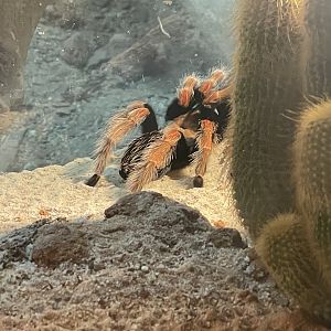 Mexican Redleg Tarantula (Brachypelma emilia)