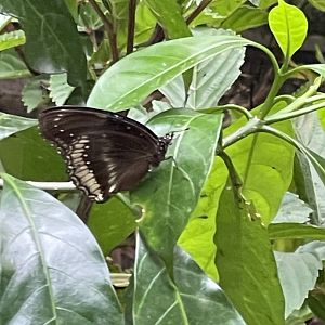 Great Eggfly (Hypolimnas bolina)