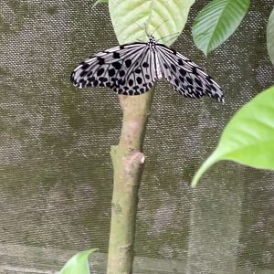 Tree Nymph (Idea leuconoe)