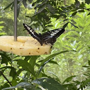 Clipper (Parthenos sylvia)