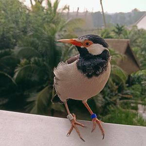 Asian Pied Starling (Gracupica contra)