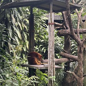 Goodfellow's Tree Kangaroo (Dendrolagus goodfellowi)
