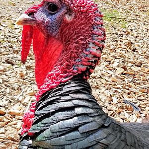 Bronze Turkey Meleagris gallopavo