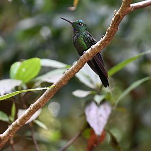 Hummingbird Gallery, Green-crowned Brilliant (Heliodoxa jacula)