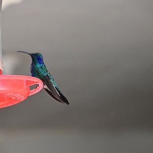Hummingbird Gallery, Lesser Violetear (Colibri cyanotus)