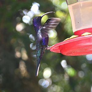 Hummingbird Gallery, Violet Sabrewing (Campylopterus hemileucurus)
