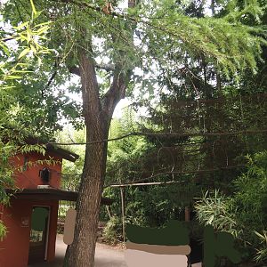 Lion-tailed macaque and Collared mangabey house and transfer tunnels to islands, 2024-08-18