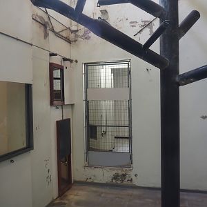 View inside the Lion-tailed macaque and Collared mangabey house, with ongoing renovations, 2024-08-18