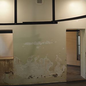 View inside the Lion-tailed macaque and Collared mangabey house, with ongoing renovations, 2024-08-18