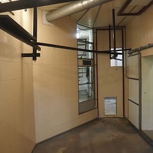 View inside the Lion-tailed macaque and Collared mangabey house, with ongoing renovations, 2024-08-18