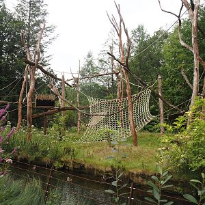 Collared mangabey island, 2024-08-18