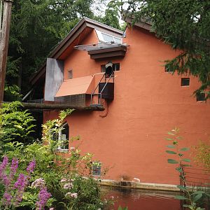 Collared mangabey side of the Lion-tailed macaque and Collared mangabey house, 2024-08-18