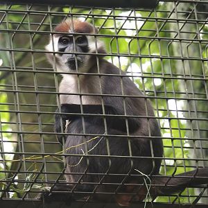 Collared Mangabey (Cercocebus torquatus), 2024-08-18