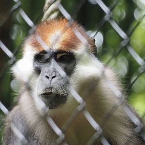 Collared Mangabey (Cercocebus torquatus), 2024-08-18