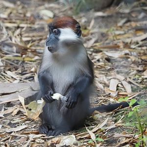Collared Mangabey (Cercocebus torquatus), 2024-08-18