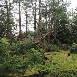 Lion-tailed macaque island, 2024-08-18