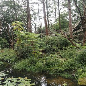 Lion-tailed macaque island, 2024-08-18