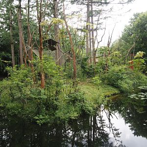 Lion-tailed macaque island, 2024-08-18