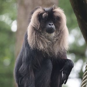 Lion-tailed macaque (Macaca silenus), 2024-08-18