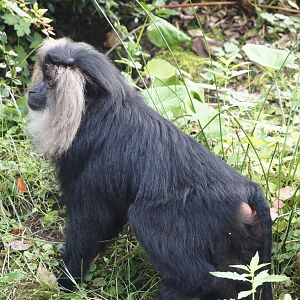 Lion-tailed macaque (Macaca silenus), 2024-08-18