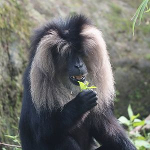 Lion-tailed macaque (Macaca silenus), 2024-08-18