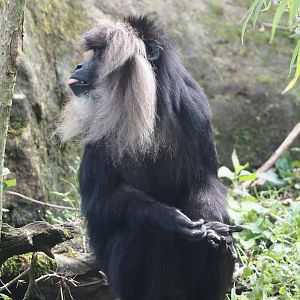 Lion-tailed macaque (Macaca silenus), 2024-08-18