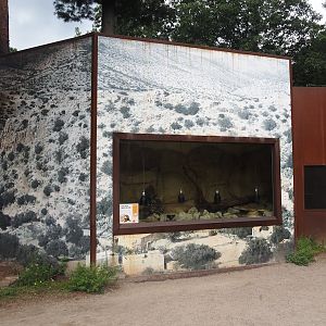 Egyptian tortoise terrarium in the Barbary macaque walk-through area, 2024-08-18