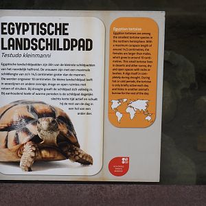 Egyptian tortoise signage, 2024-08-18