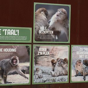Barbary macaque behavior and body language signage, 2024-08-18