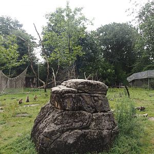 Barbary macaque walk-through area, 2024-08-18