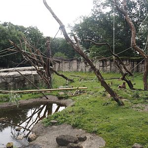 Barbary macaque walk-through area, 2024-08-18