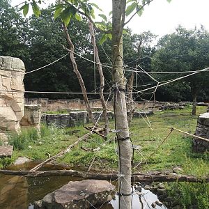 Barbary macaque walk-through area, 2024-08-18