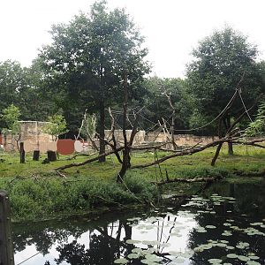 Barbary macaque walk-through area, 2024-08-18