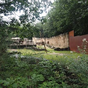 Domestic donkey paddock in the Barbary macaque area, 2024-08-18