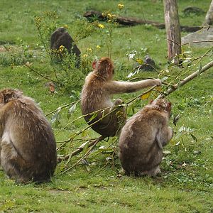 Barbary macaques (Macaca sylvanus), 2024-08-18