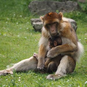 Barbary macaques (Macaca sylvanus), 2024-08-18