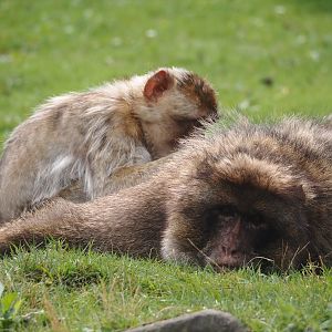 Barbary macaques (Macaca sylvanus), 2024-08-18