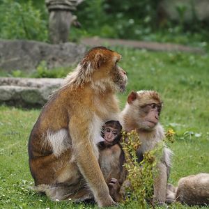 Barbary macaques (Macaca sylvanus), 2024-08-18