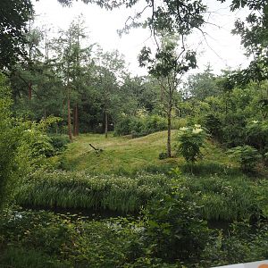 Western lowland gorilla and L'Hoëst's guenon island, 2024-08-18